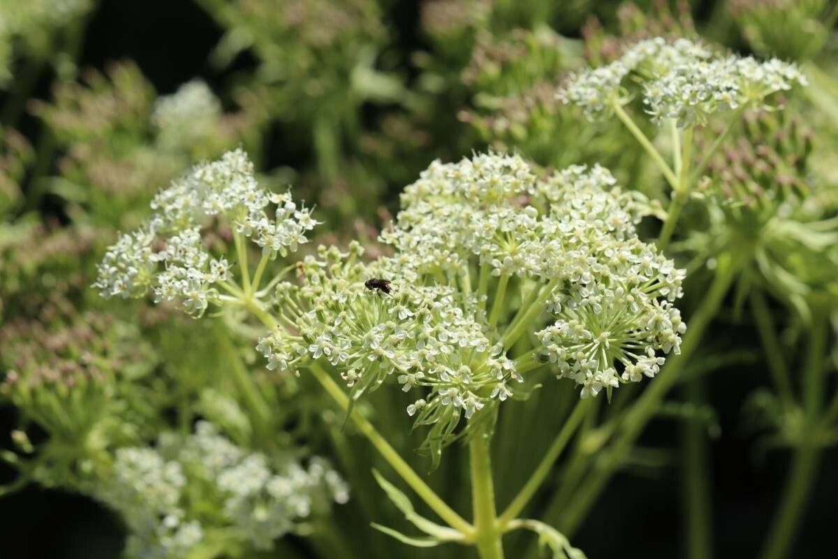 Pleurospermum uralense flower