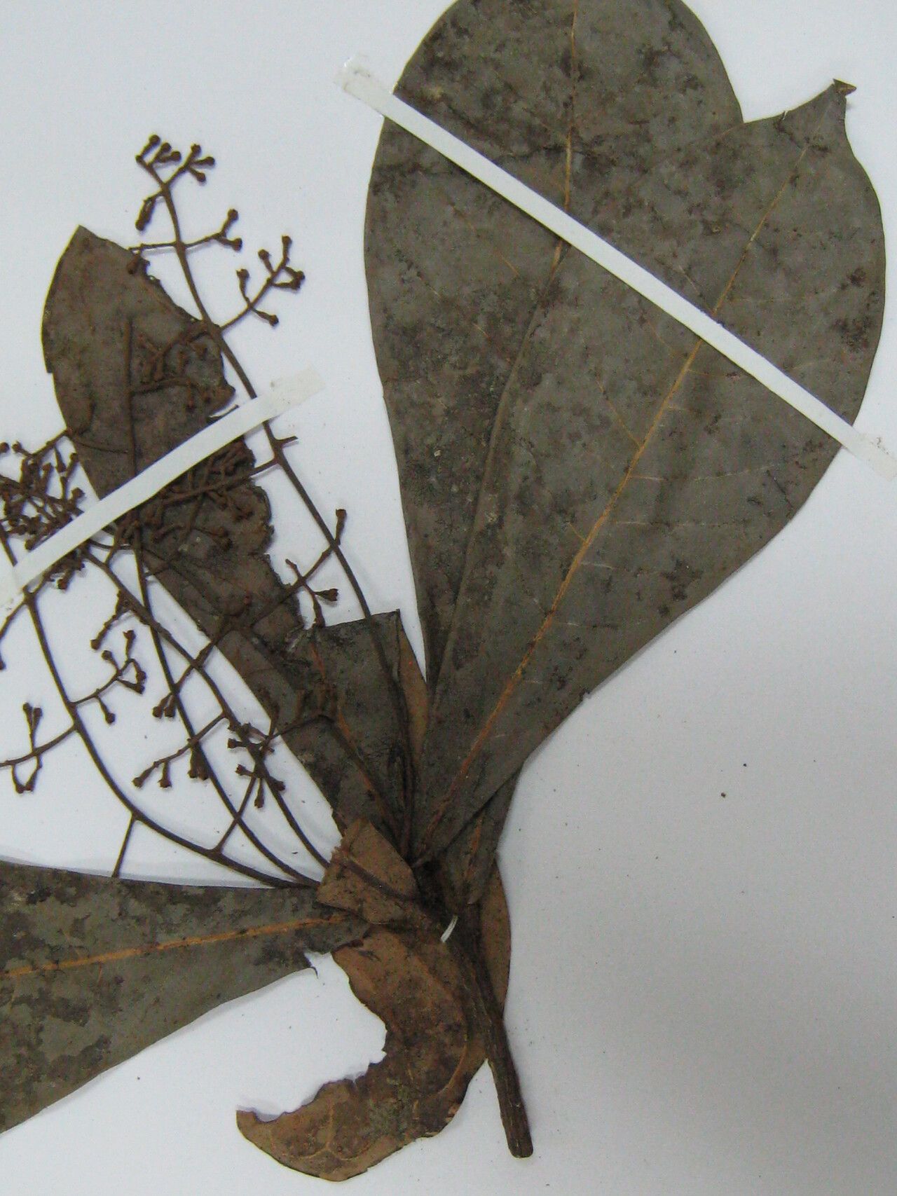 Aniba megaphylla other