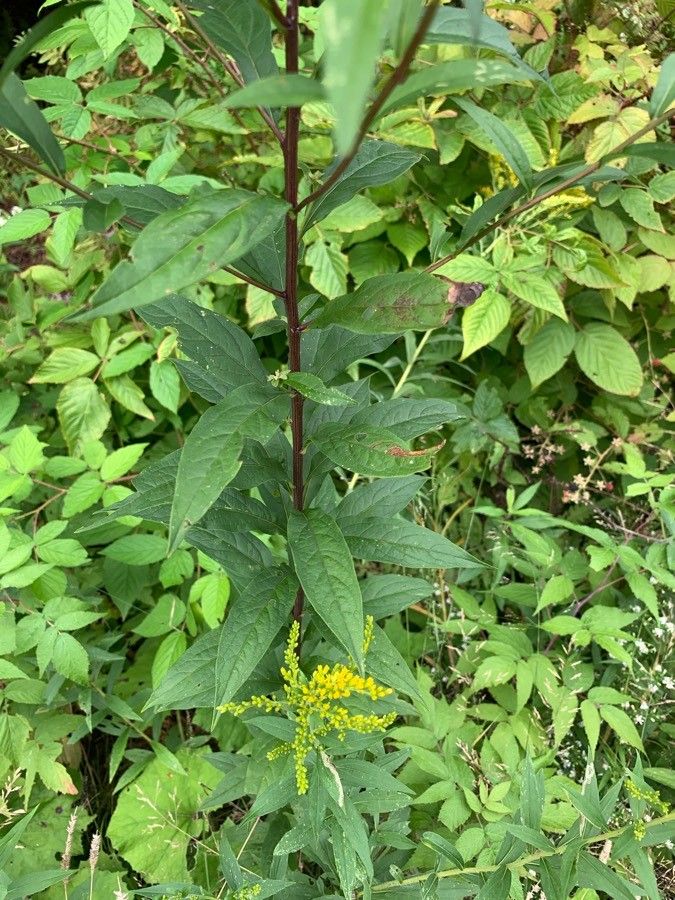 Doellingeria umbellata leaf