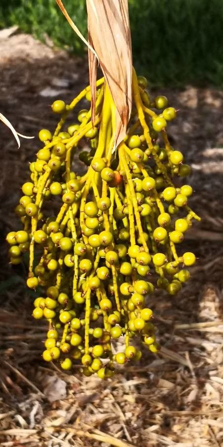 Pritchardia thurstonii fruit