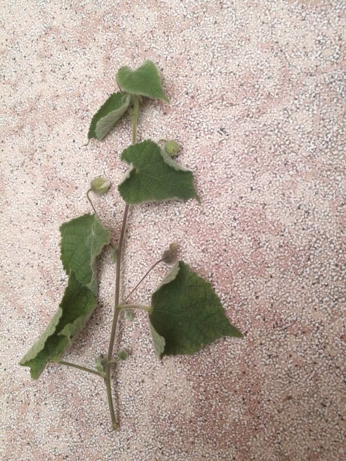 Herissantia crispa leaf