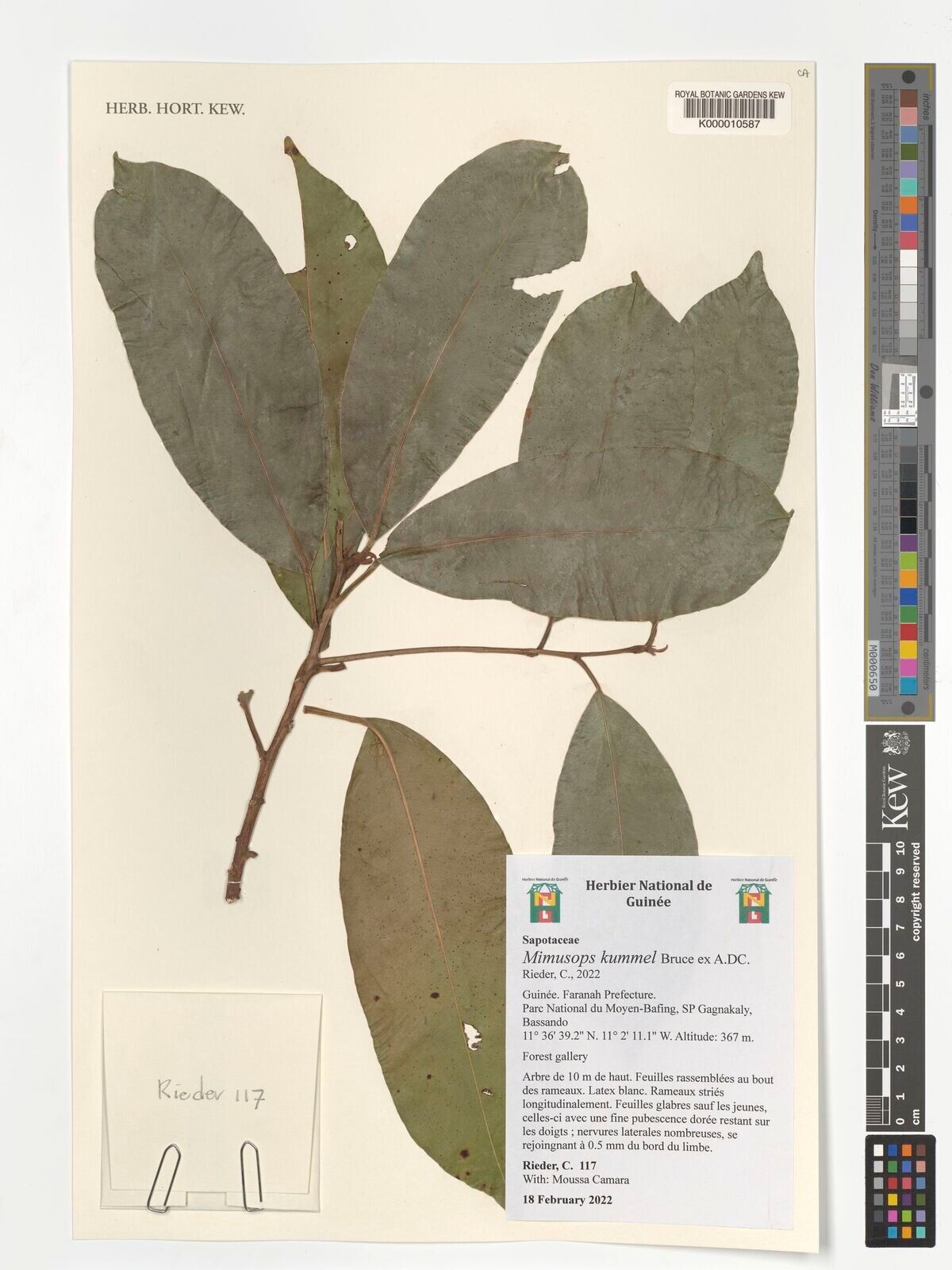 Mimusops kummel — houseplant care guide