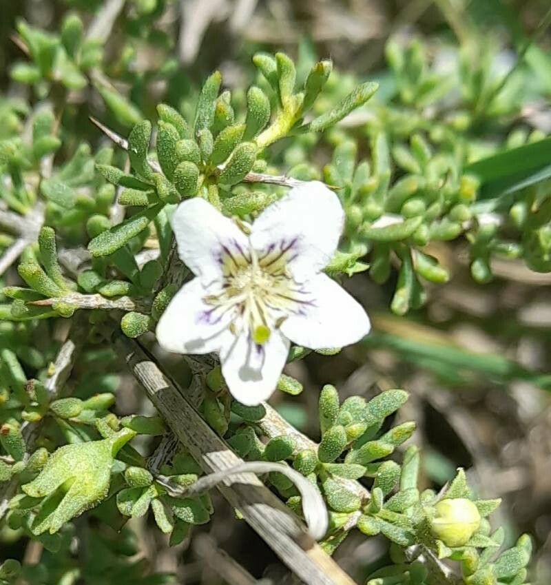 Lycium infaustum flower