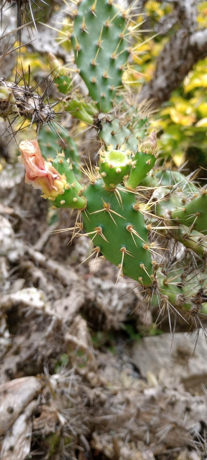 Opuntia pubescens leaf