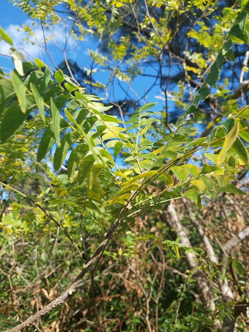Clausena excavata leaf