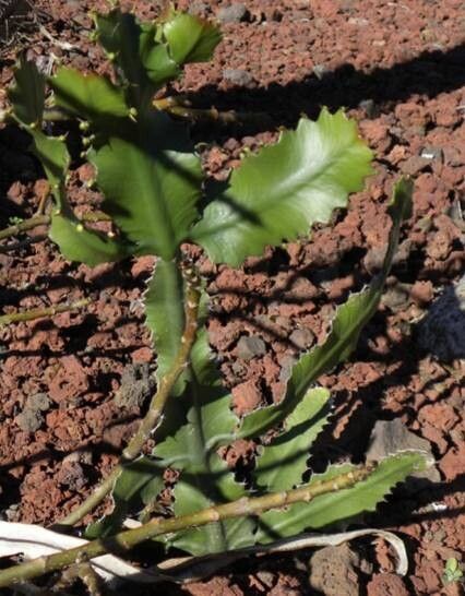 Euphorbia lacei — houseplant care guide