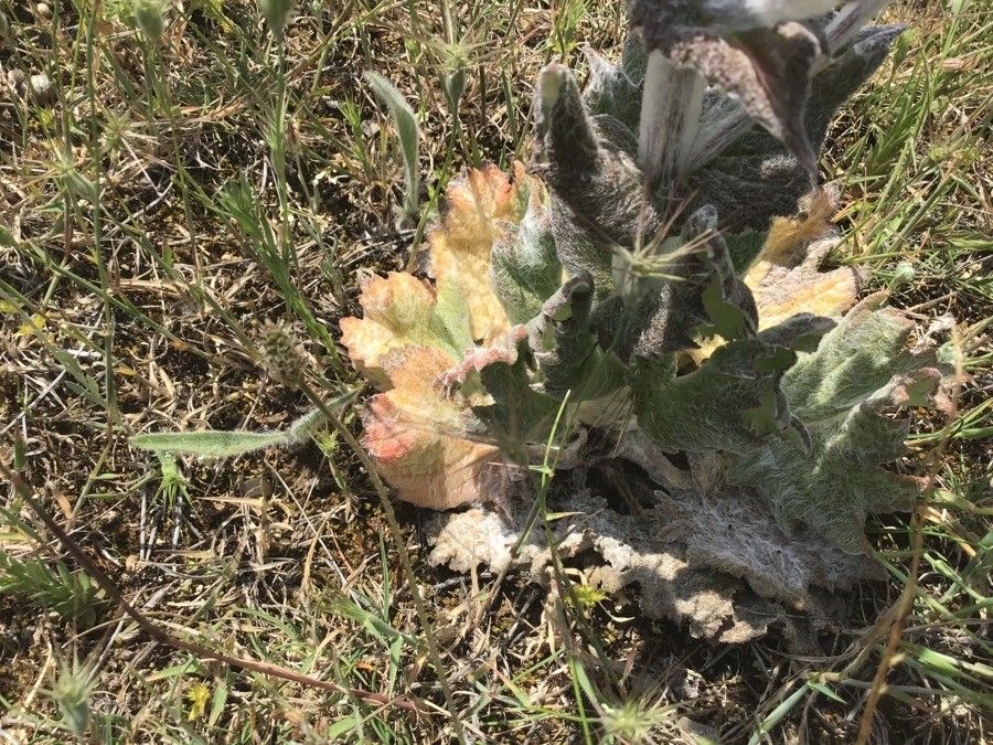 Salvia aethiopis — houseplant care guide