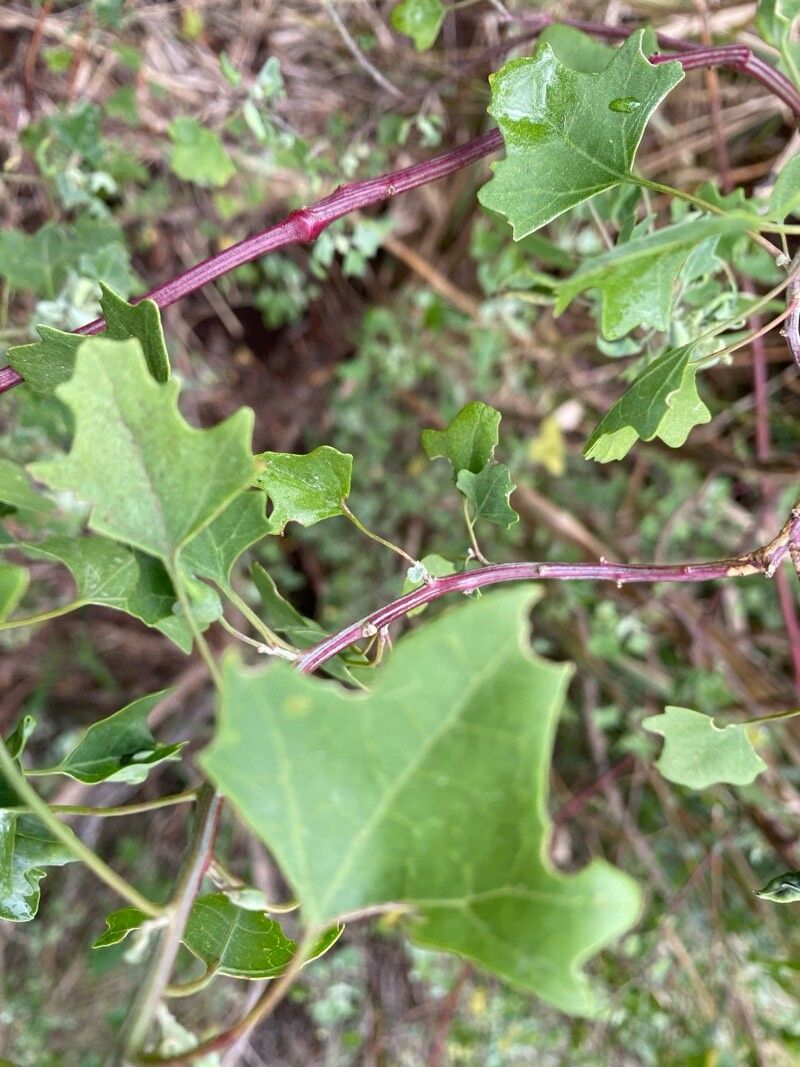 Chenopodium oahuense — search result for 'Chenopodium'