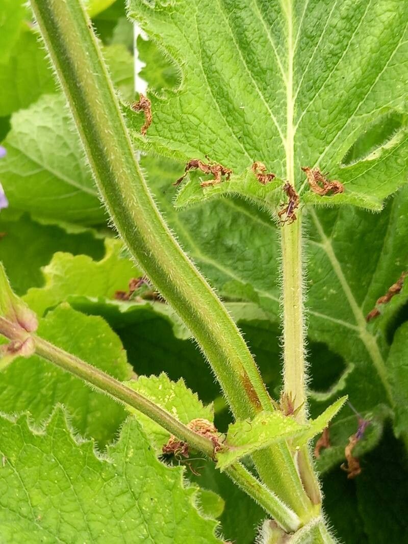 Salvia forskaehlei bark