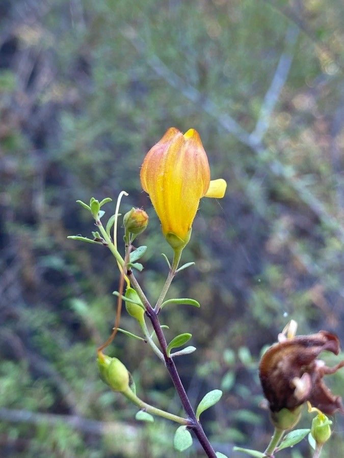 Keckiella antirrhinoides flower