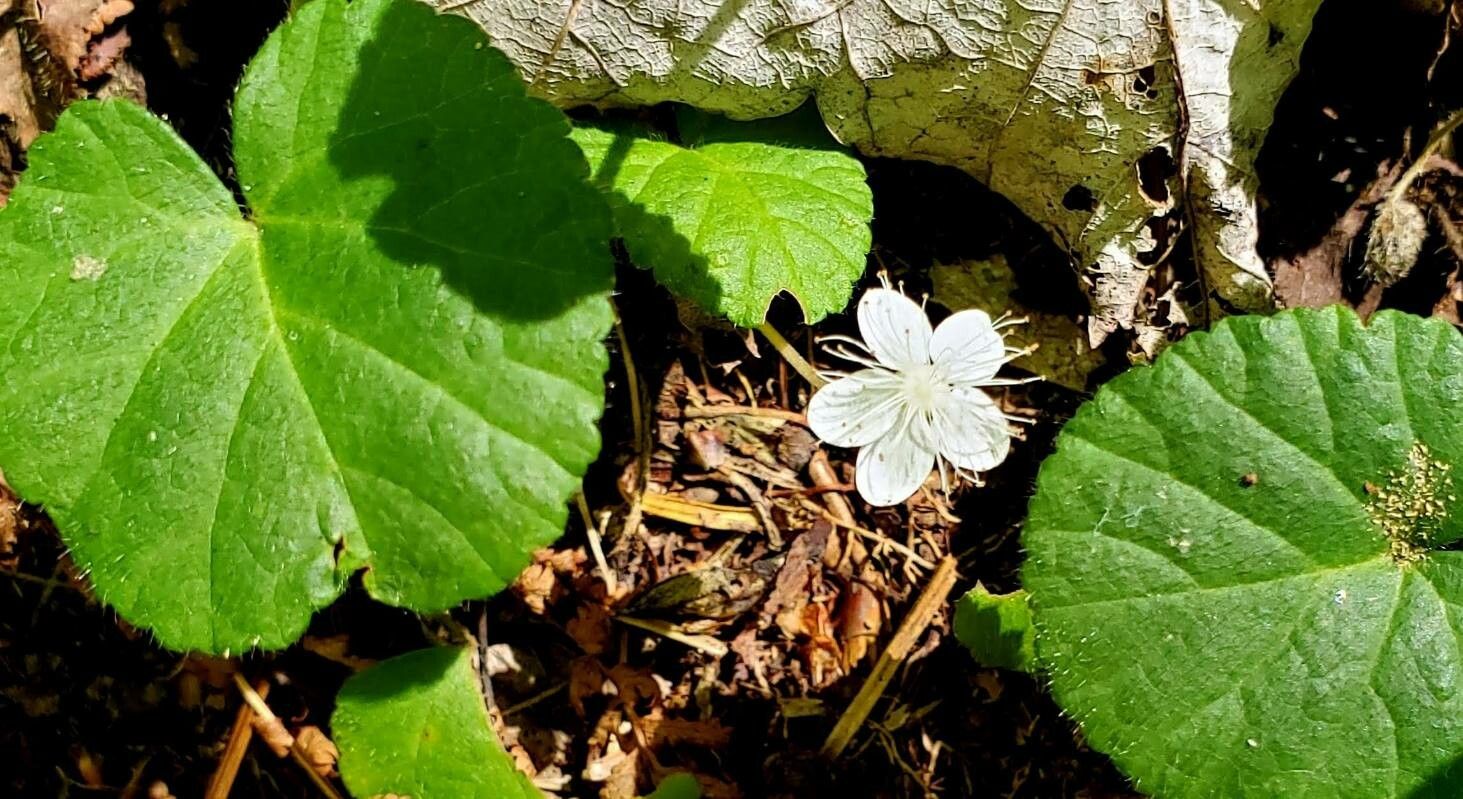 Dalibarda repens flower