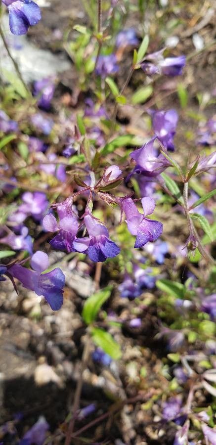 Collinsia violacea flower