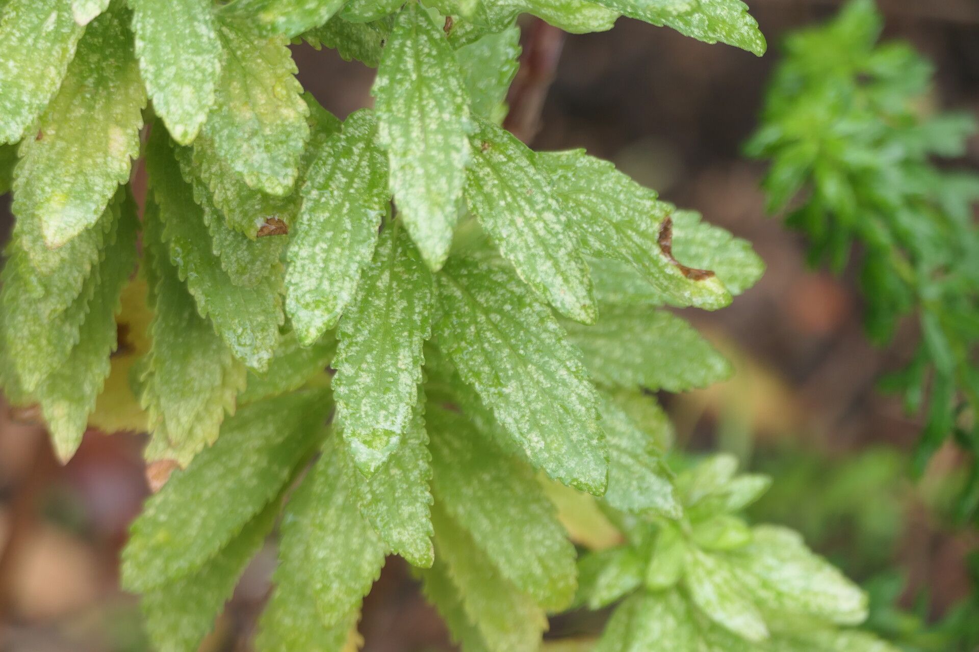 Coleus kirkii — houseplant care guide