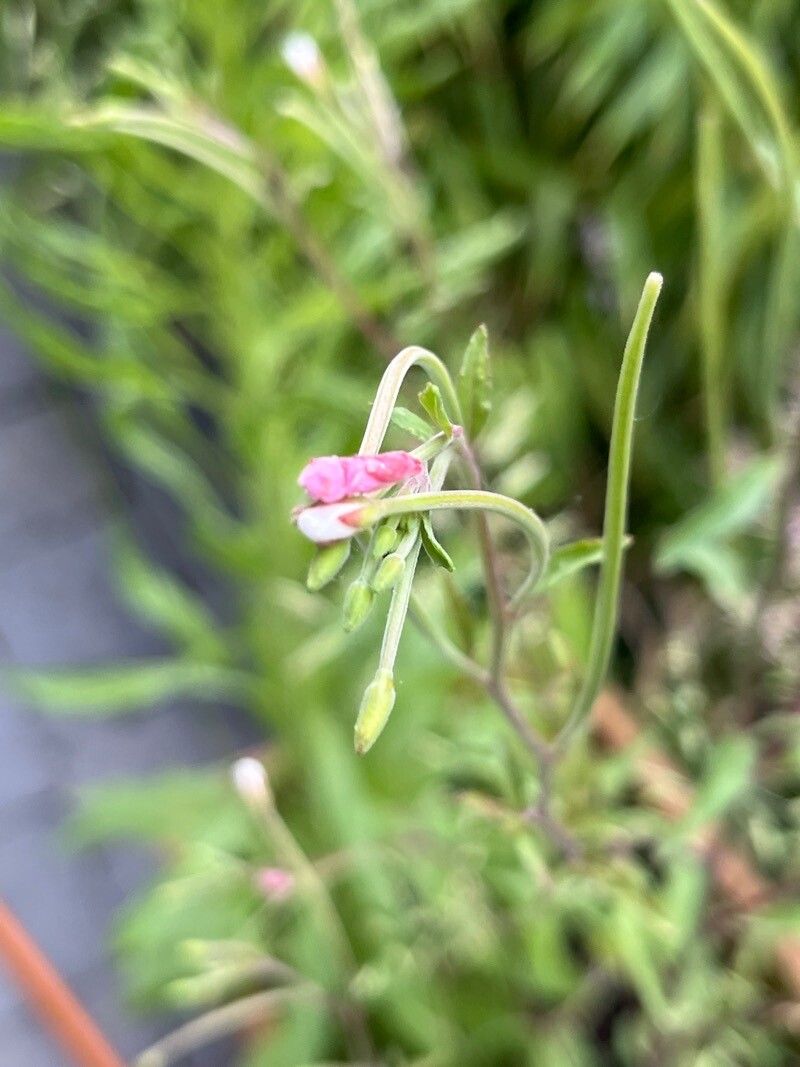 Epilobium lanceolatum flower