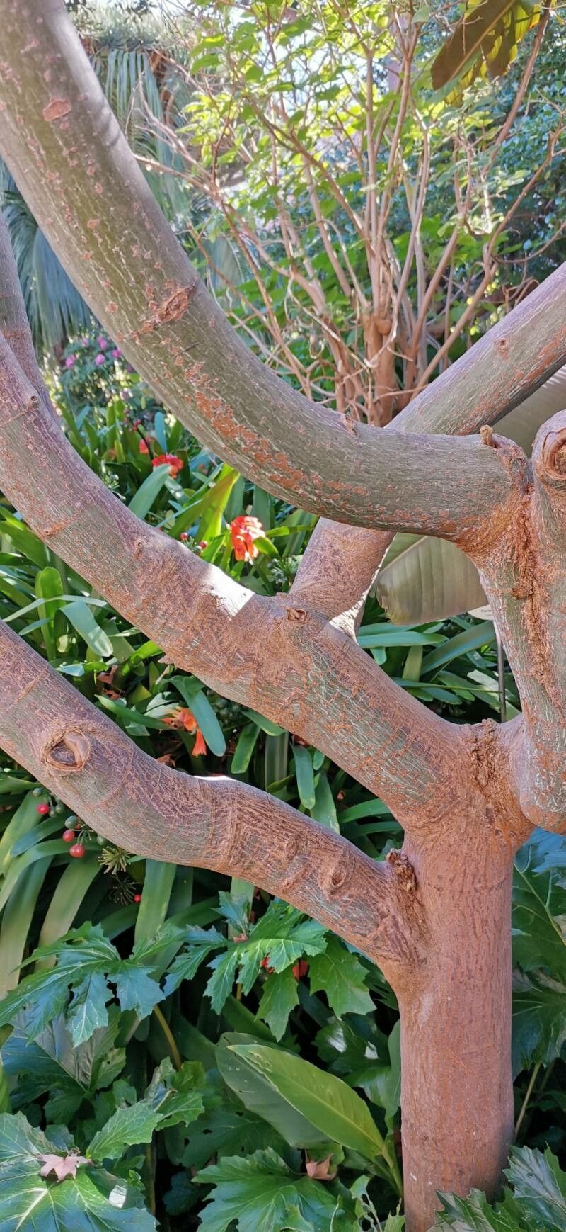 Acer serrulatum bark