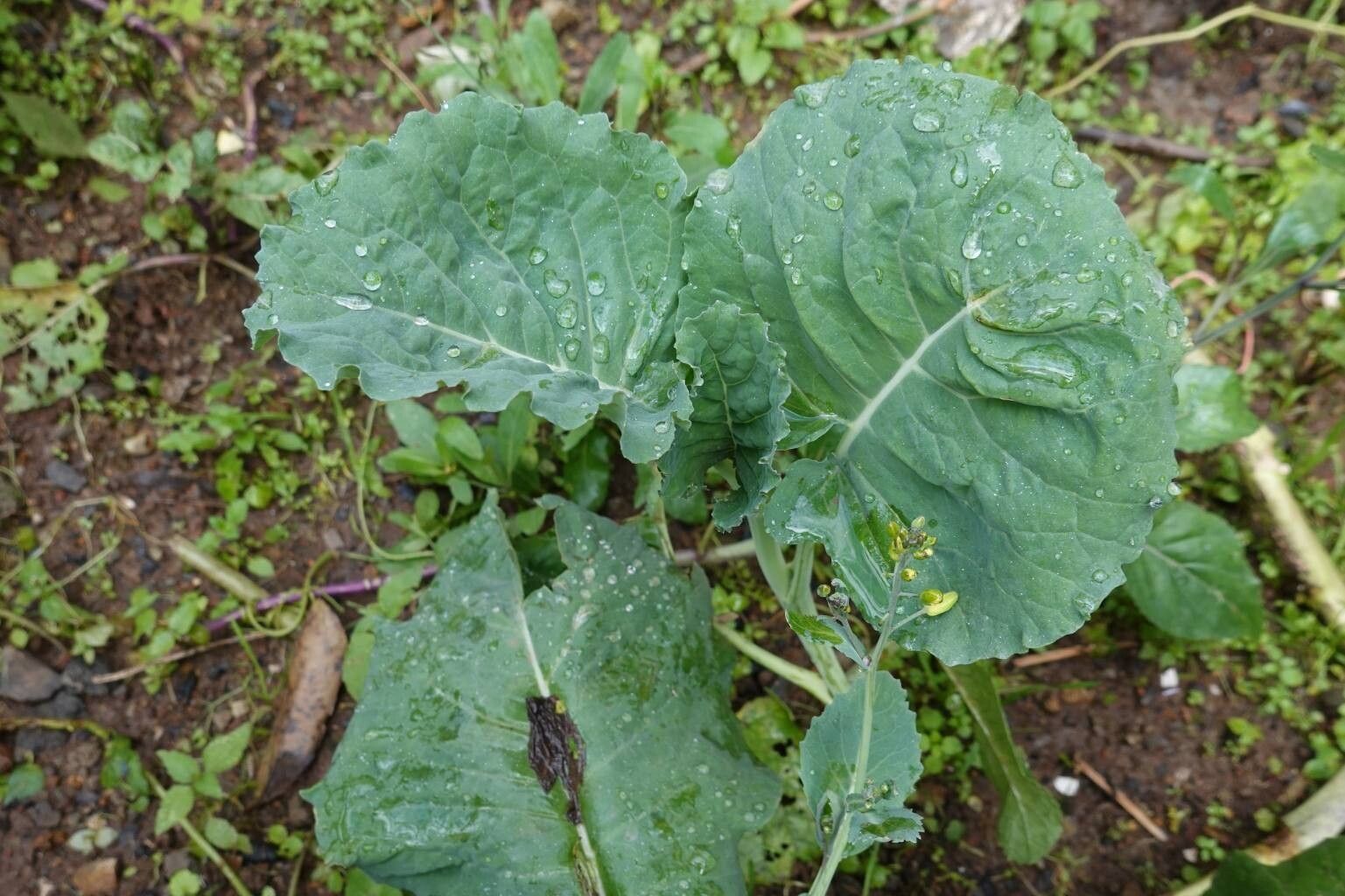 Brassica carinata leaf