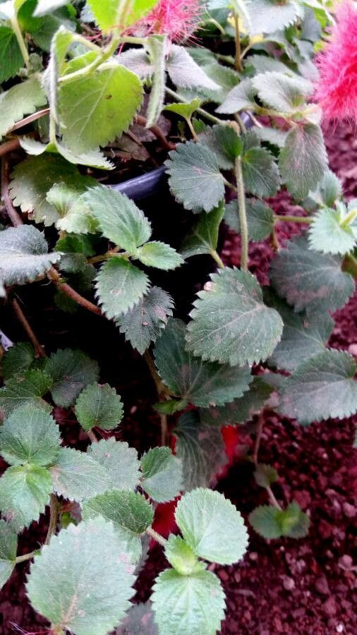 Acalypha macrostachya leaf
