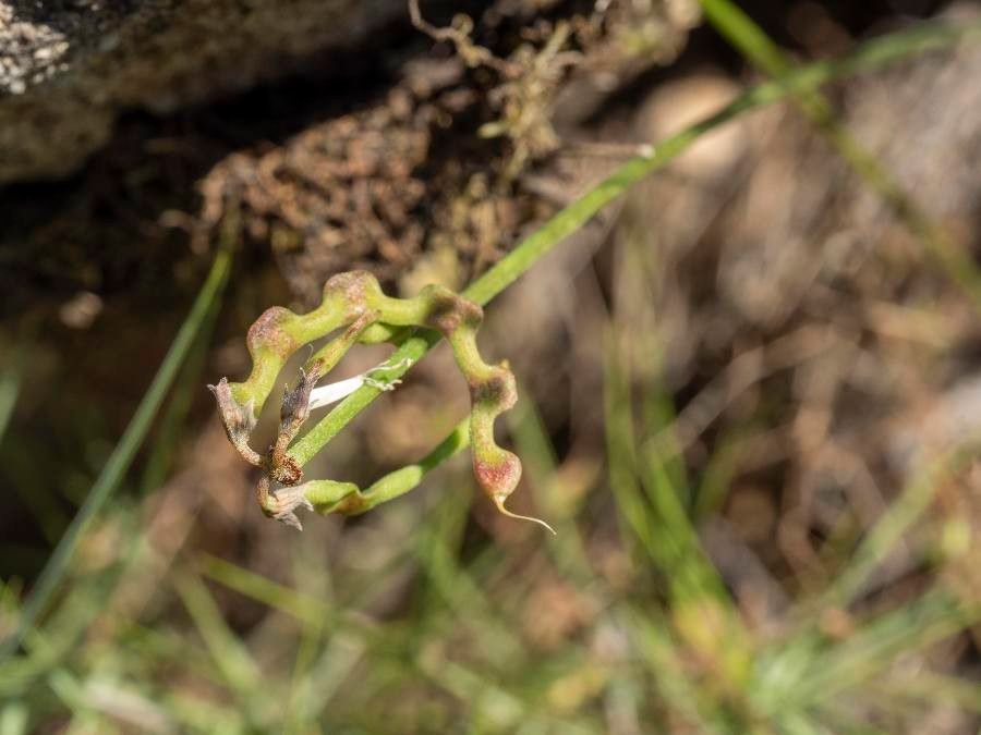 Hippocrepis scorpioides fruit