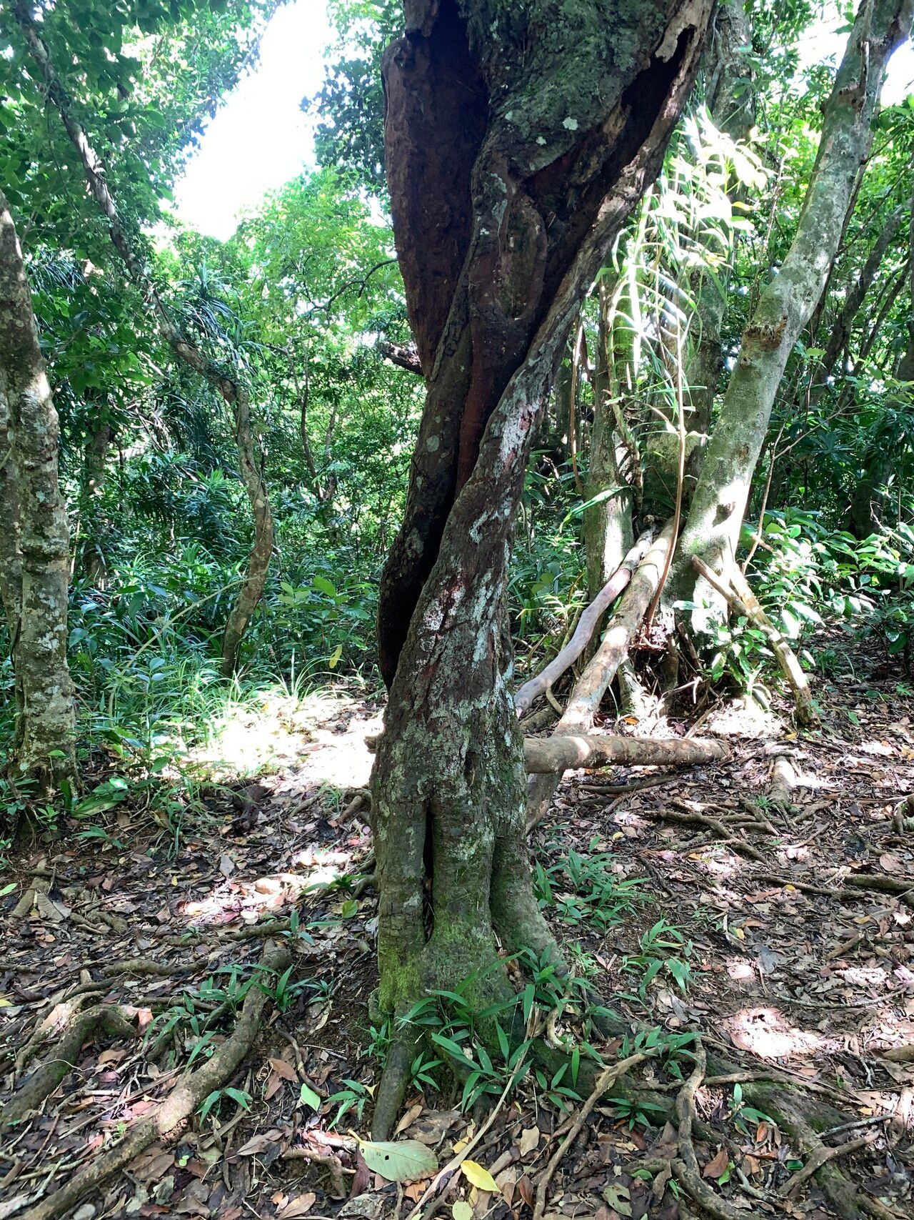 Syzygium acuminatissimum bark