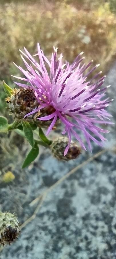 Centaurea nigrescens flower