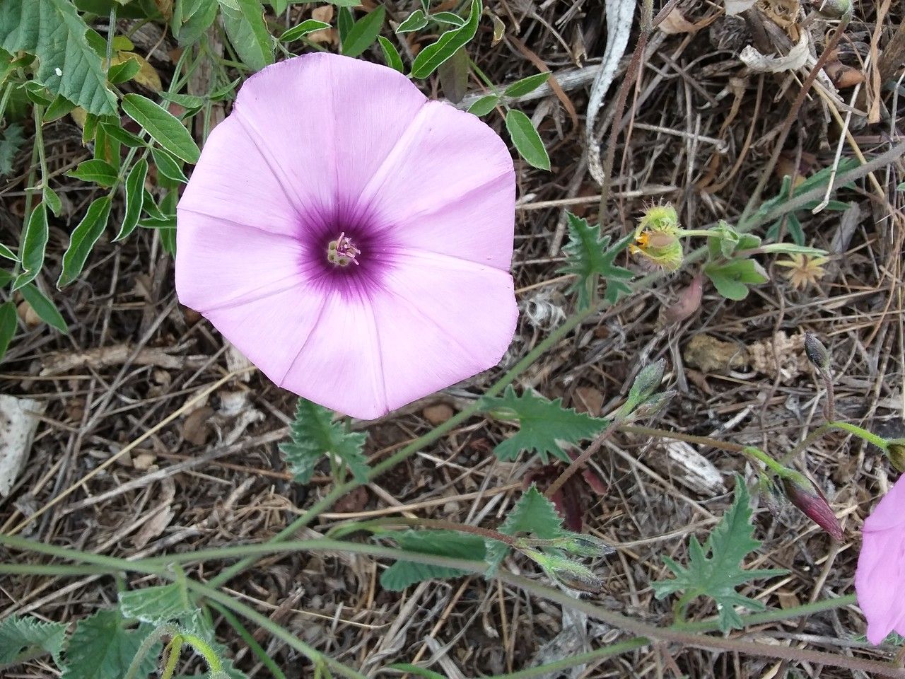 Convolvulus althaeoides flower
