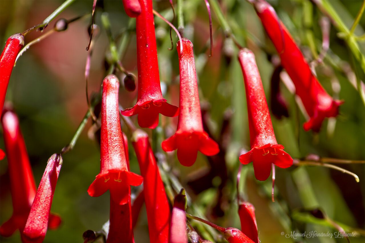 Penstemon centranthifolius — search result for 'Penstemon'