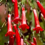 Penstemon centranthifolius