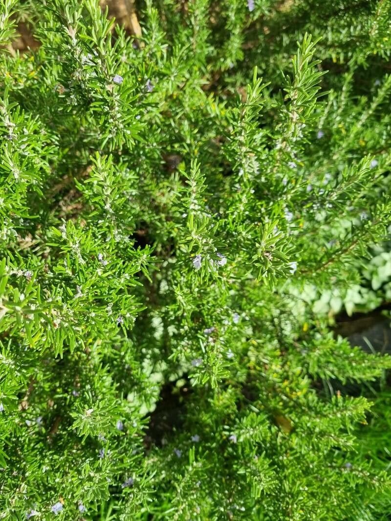 Rosmarinus eriocalyx fruit