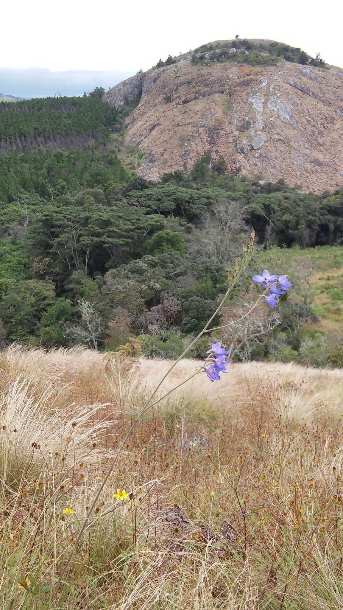 Delphinium dasycaulon — search result for 'Delphinium'