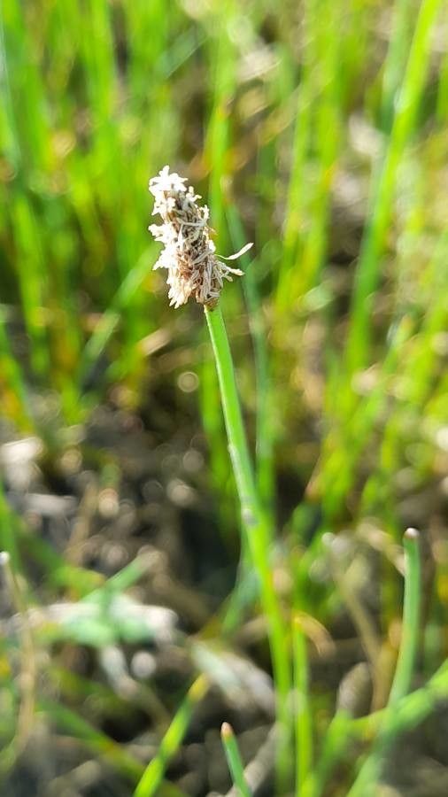 Eleocharis bonariensis — search result for 'Eleocharis'