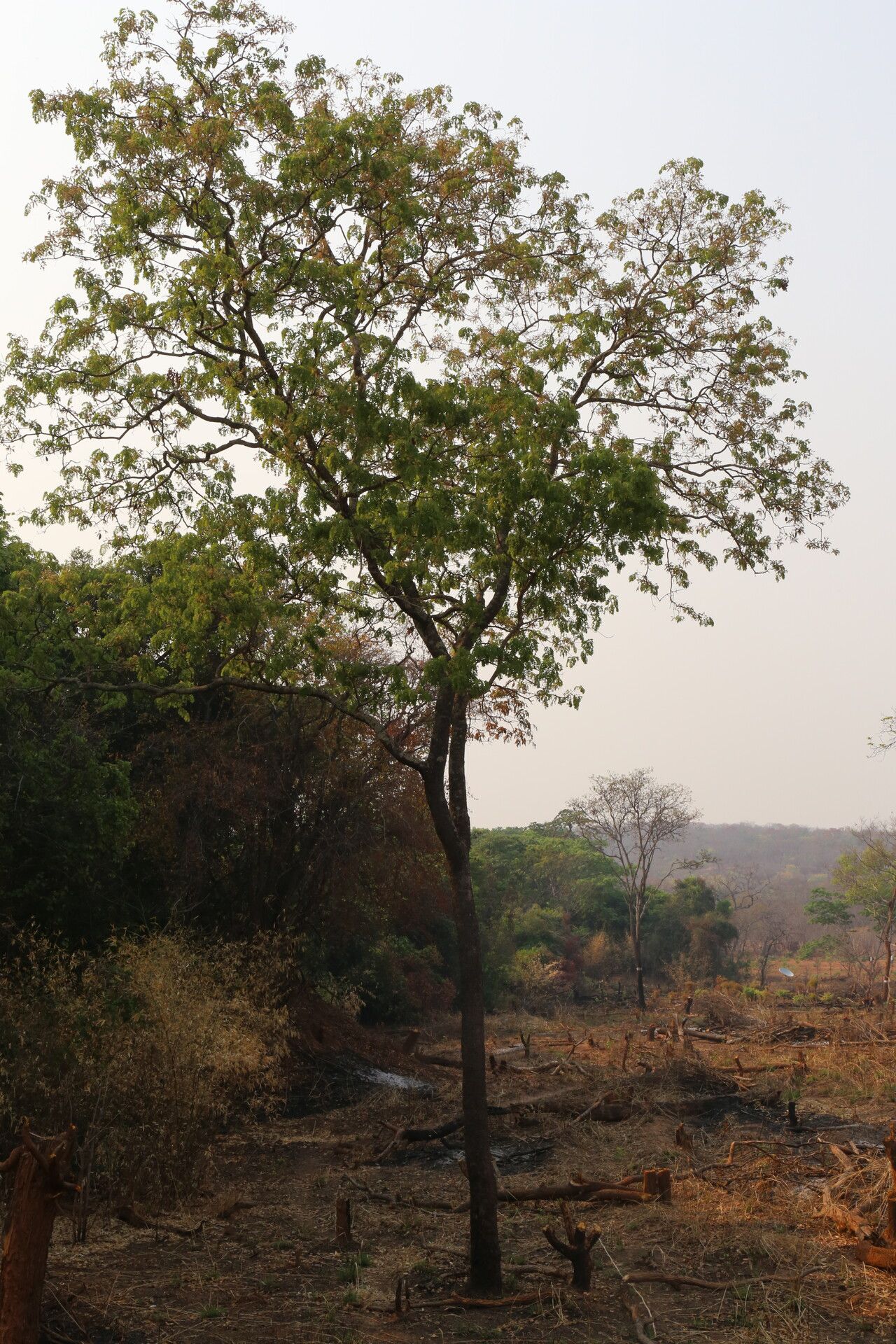 Erythrophleum africanum habit