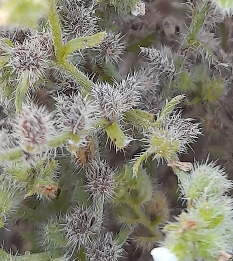 Cryptantha diffusa other