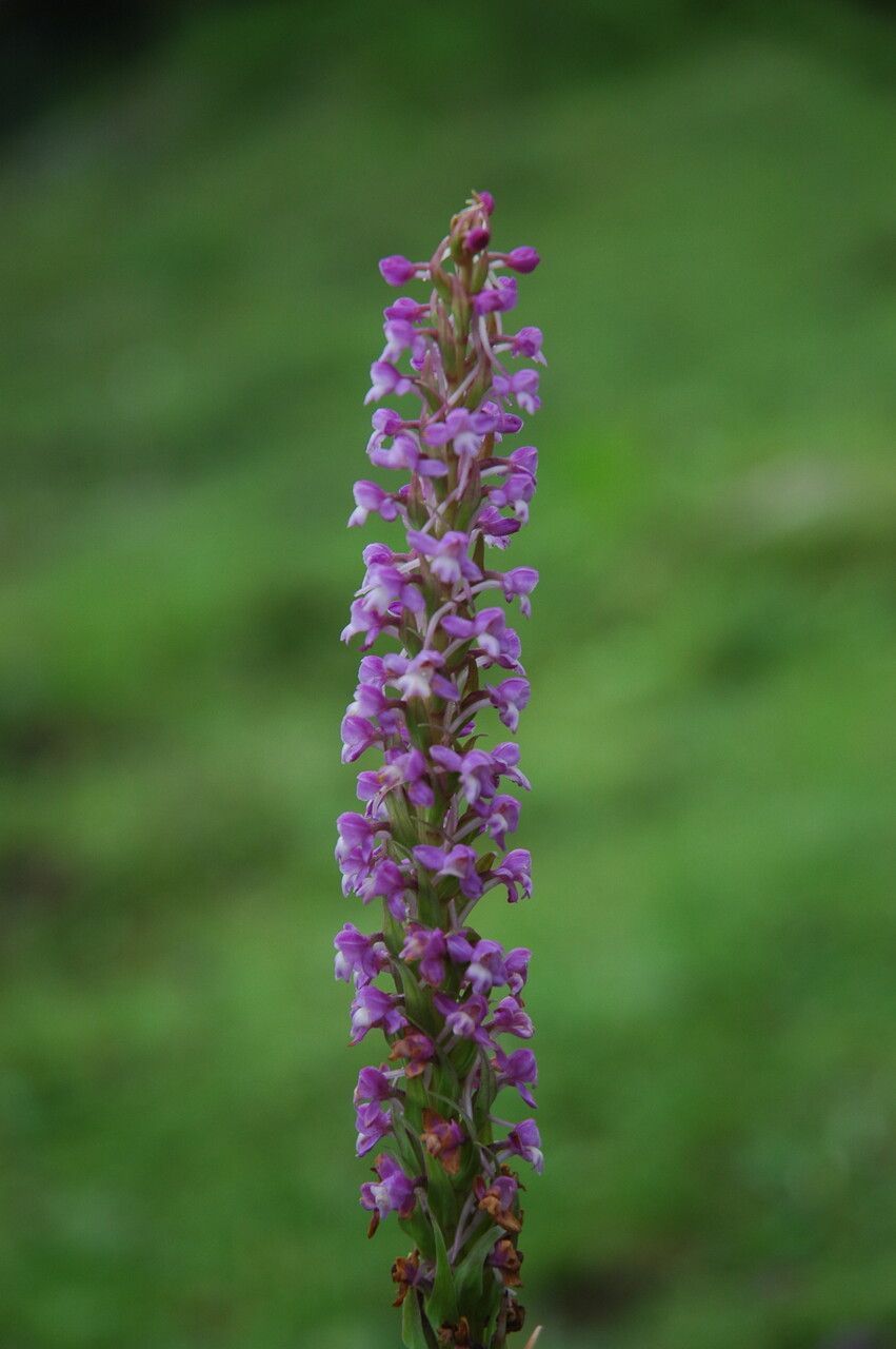 Gymnadenia orchidis — houseplant care guide