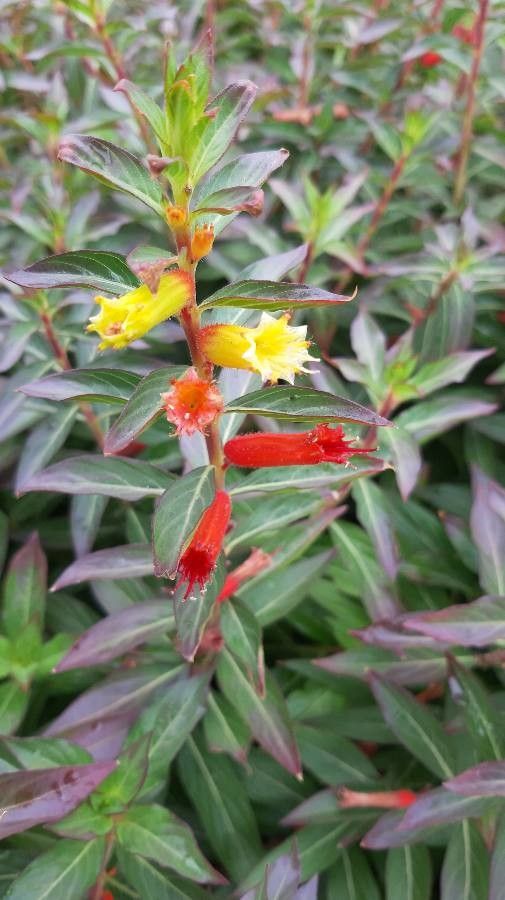Cuphea jorullensis flower