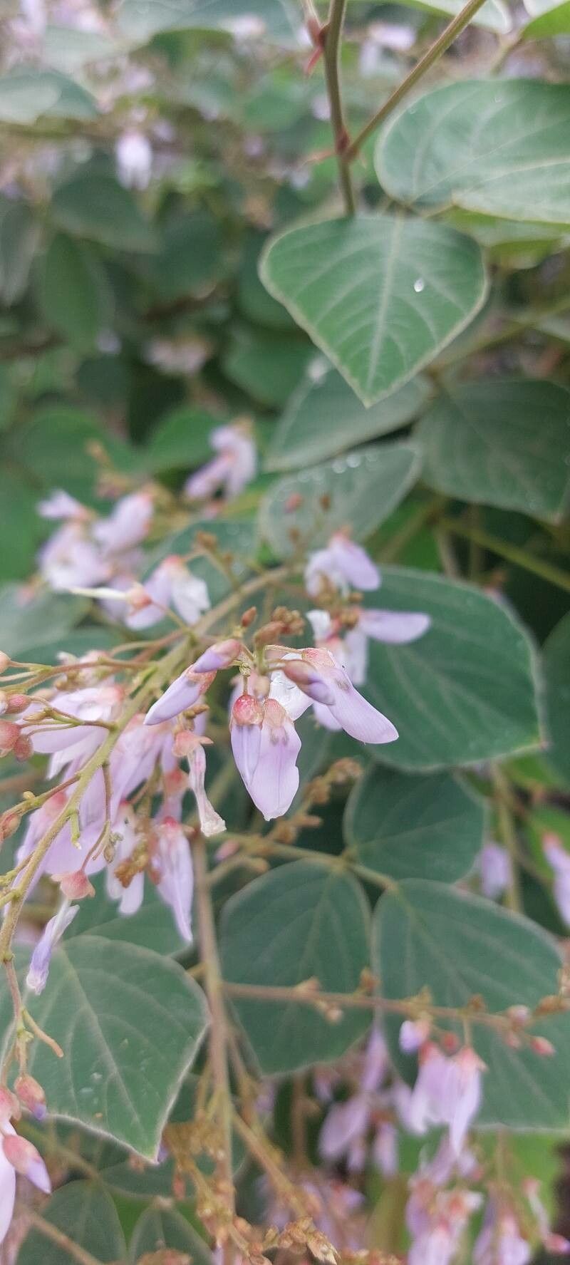 Phyllodium elegans flower