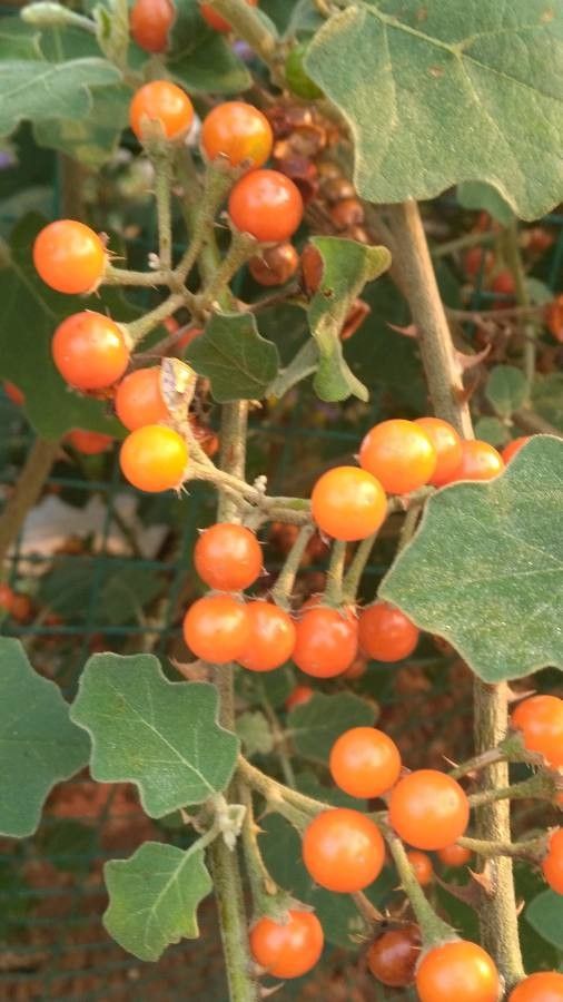 Solanum violaceum fruit