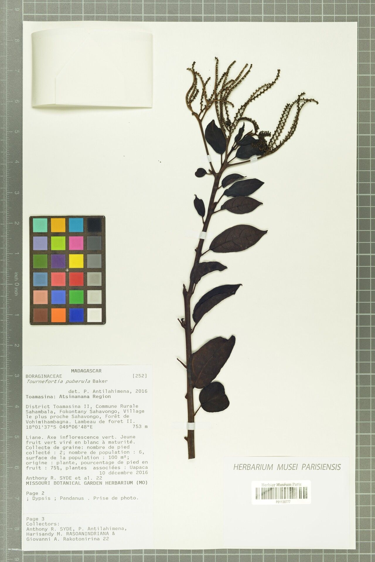 Tournefortia puberula — search result for 'Tournefortia'