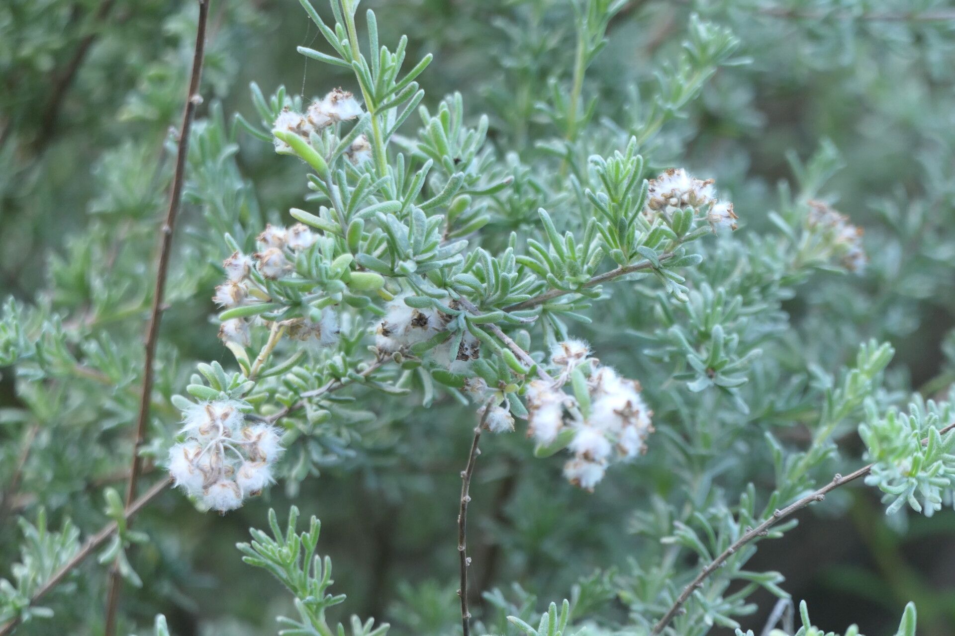 Eriocephalus africanus fruit