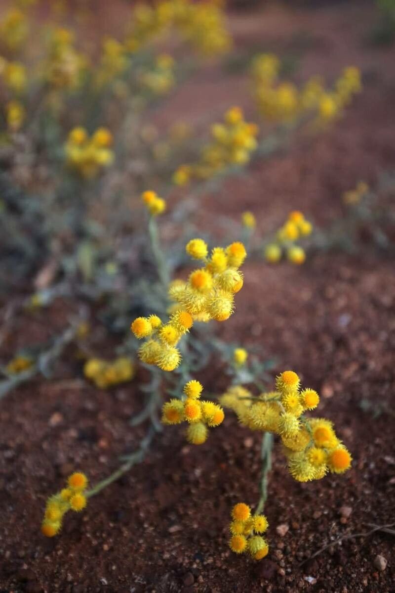 Chrysocephalum apiculatum flower
