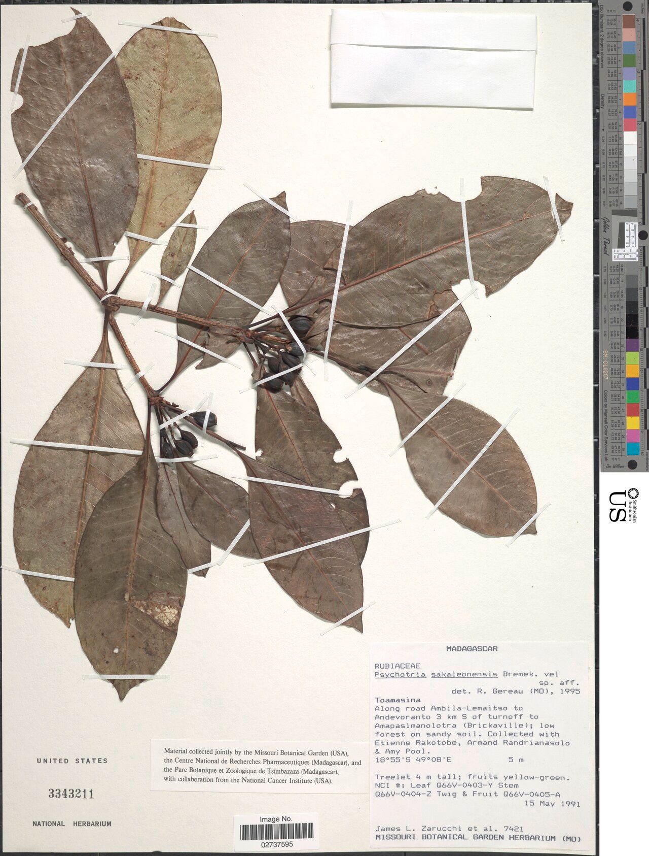 Psychotria sakaleonensis — houseplant care guide