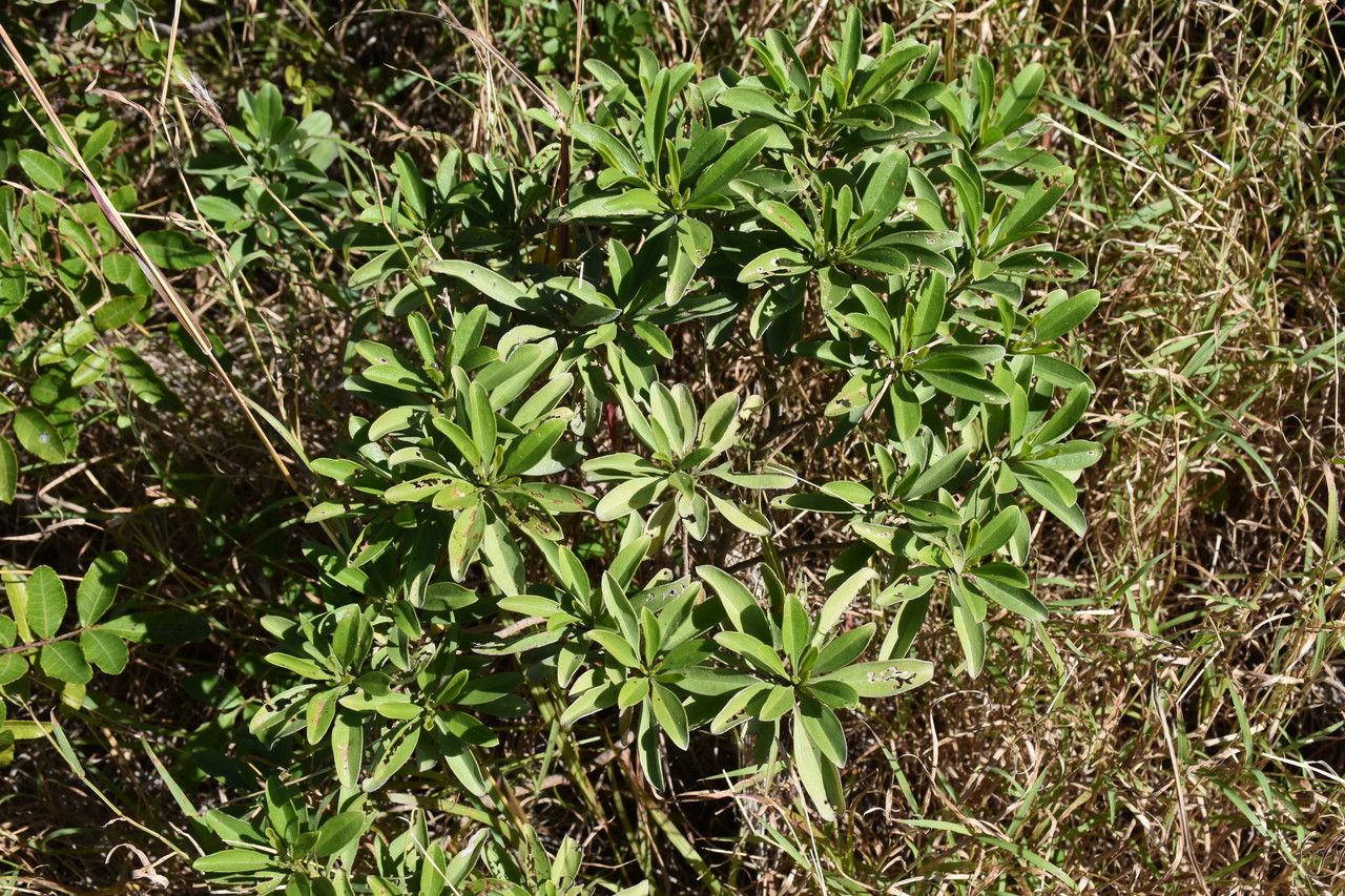 Psiadia viscosa habit
