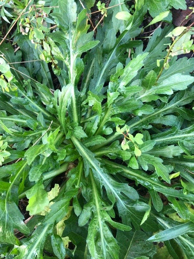 Leontodon farinosus leaf