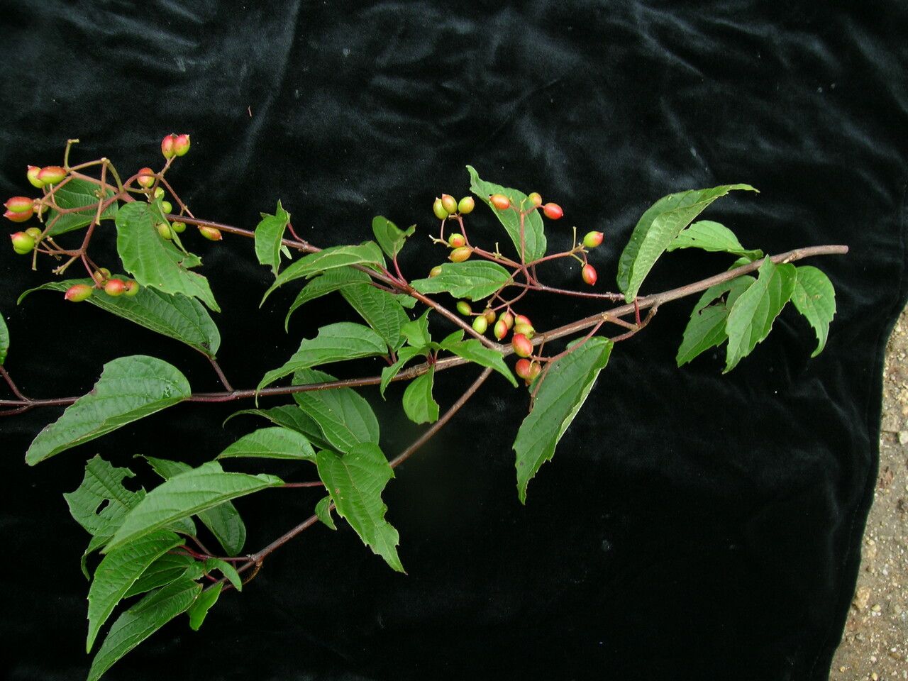Viburnum mullaha habit