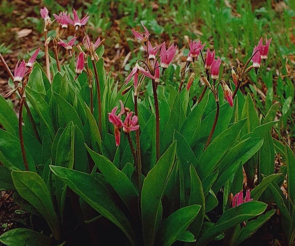 Primula pauciflora habit