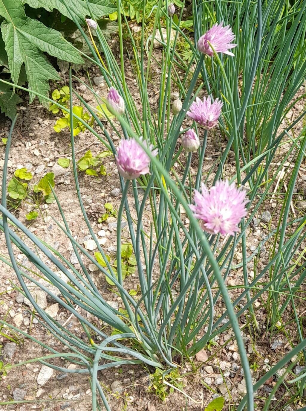 Allium ledebourianum habit