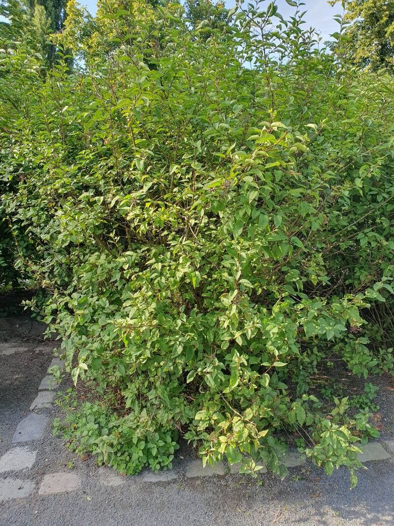 Syringa × chinensis habit