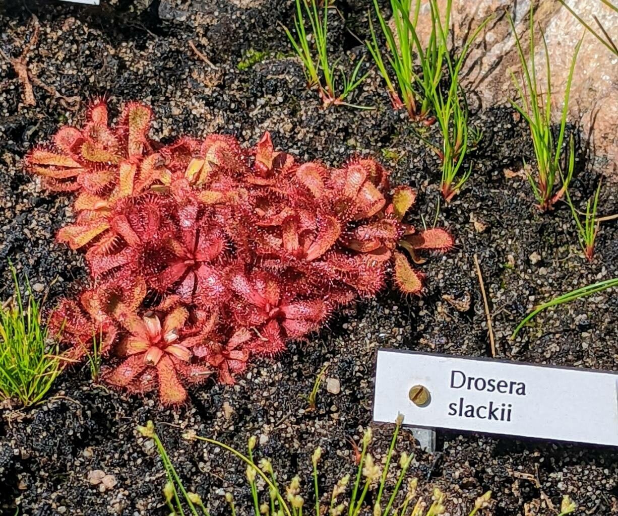 Drosera slackii habit