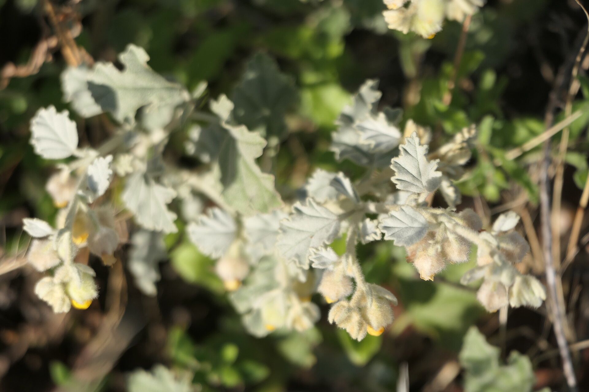 Hermannia vestita — houseplant care guide