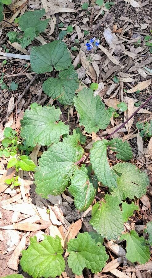 Salvia procurrens habit
