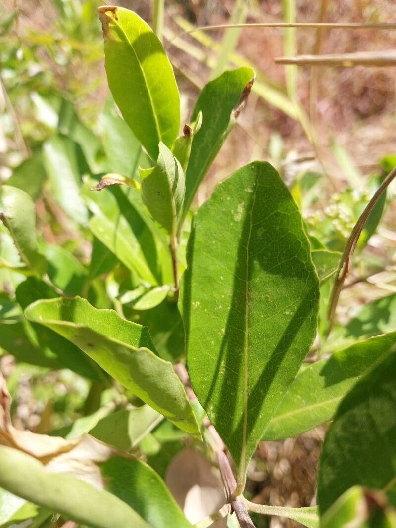 Nuxia oppositifolia leaf